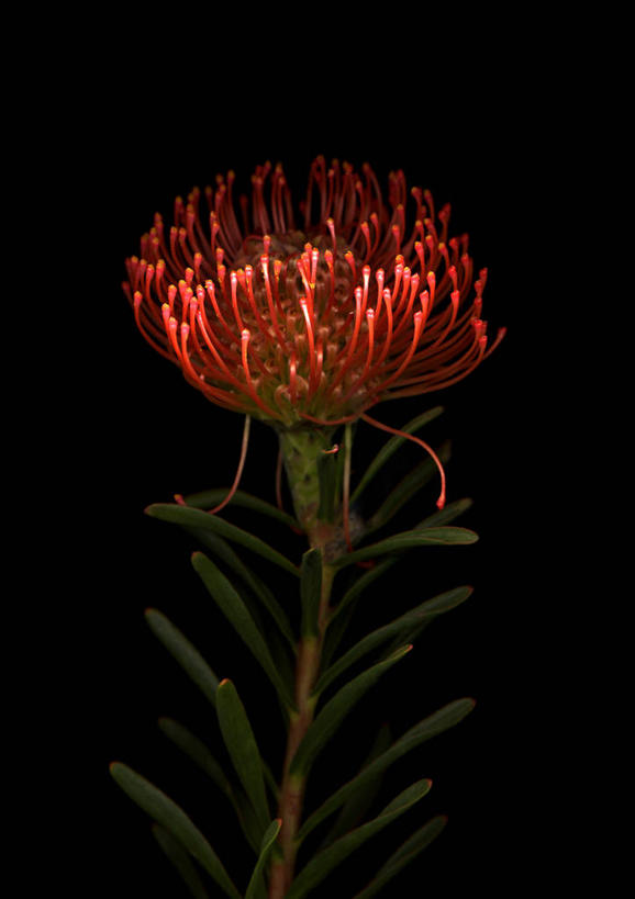 无人,竖图,室内,特写,白天,正面,阴影,黑色背景,盛开,反射,影子,祝福,花蕾,花,花瓣,花朵,鲜花,一朵,红色,黑色,花苞,花蕊,摄影,影棚,针垫花,风轮花,针包花,彩图,影棚拍摄,欢乐,拍摄