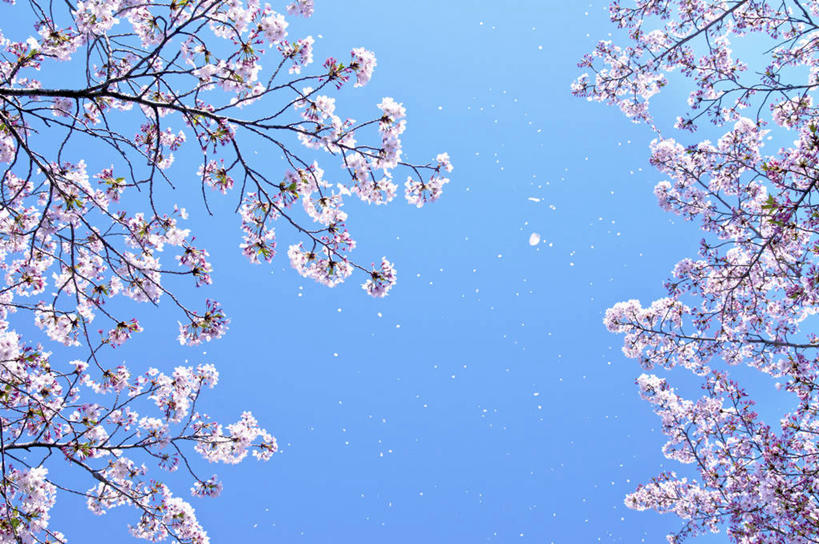 无人,横图,室外,白天,仰视,旅游,度假,幸福,纯洁,美景,樱花,日本,亚洲,许多,阴影,盛开,光线,影子,景观,枝条,很多,花蕾,娱乐,花,花瓣,花朵,鲜花,树枝,粉色,蓝色,蓝天,天空,阳光,自然,天,花苞,花蕊,享受,休闲,景色,放松,大阪,晴朗,等待,生命,自然风光,东亚,本州,万里无云,大阪府,本州岛,日本国,近畿地方,近畿,兵库,兵库县,仙樱花,福岛樱,青肤樱,高尚,热烈,淡路岛,虬枝,枝杈,晴空,晴空万里,荆桃,彩图,低角度拍摄,大阪湾,界港