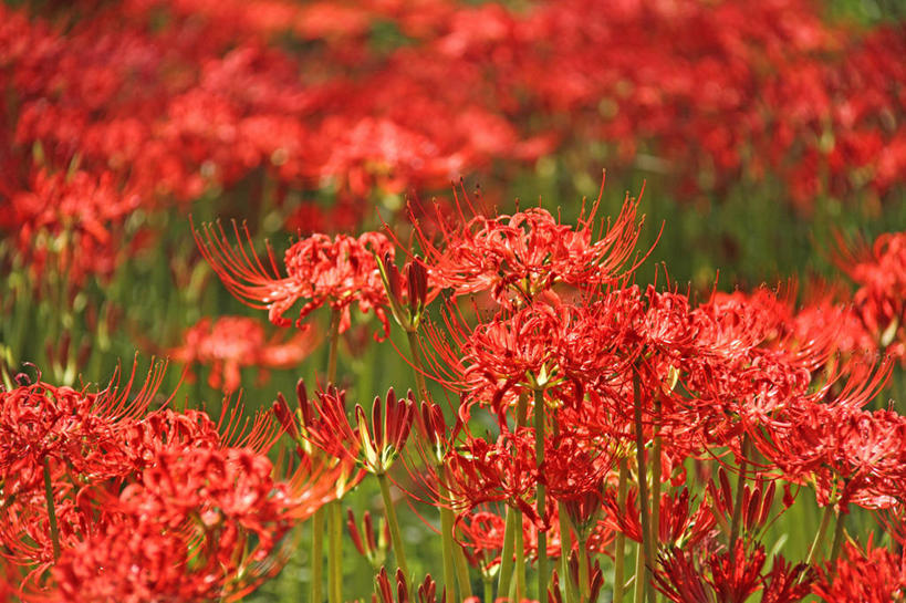 无人,横图,俯视,室外,特写,白天,花海,花圃,美景,植物,叶子,许多,阴影,朦胧,模糊,盛开,光线,影子,景观,彼岸花,曼珠沙华,石蒜,很多,花蕾,花,花瓣,花朵,花卉,鲜花,红色,绿色,阳光,自然,花丛,花束,花田,花苞,花蕊,景色,自然风光,无义草,龙爪花,金灯,赤箭,幽灵花,地狱花,舍子花,彩图,高角度拍摄,石蒜花,蟑螂花