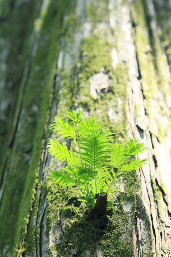 无人,竖图,室外,特写,白天,仰视,美景,树林,植物,日本,亚洲,阴影,朦胧,模糊,光线,影子,景观,树,树木,绿色,阳光,自然,景色,生长,成长,自然风光,东亚,日本国,红杉,常青红杉,海岸红杉,红杉树,彩图,低角度拍摄