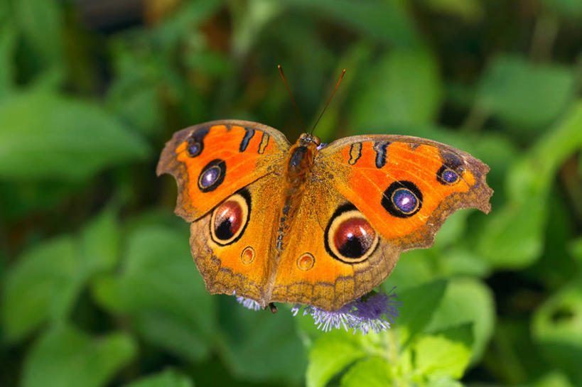 无人,横图,室外,特写,白天,正面,草地,草坪,美景,植物,蝴蝶,阴影,朦胧,模糊,光线,昆虫,影子,景观,停留,草,一只,绿色,阳光,自然,动物,景色,蛱蝶,停止,自然风光,益虫,孔雀蛱蝶,四足蝶,残锷线蛱蝶,逗留,停顿,孔雀蝴蝶,彩图,全身