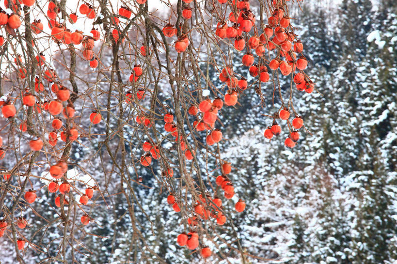 无人,横图,室外,白天,正面,旅游,度假,美景,雪,植物,大雪,浆果,柿子,水果,长野县,日本,亚洲,许多,阴影,朦胧,模糊,新鲜,反射,影子,积雪,景观,雪景,冬季,冬天,生食,食品,果实,果树,柿子树,很多,娱乐,树,树木,食物,红色,绿色,自然,享受,休闲,景色,放松,寒冷,有机食品,绿色食品,生长,成长,自然风光,东亚,本州,本州岛,日本国,中部地方,长野,严寒,彩图,饭山市