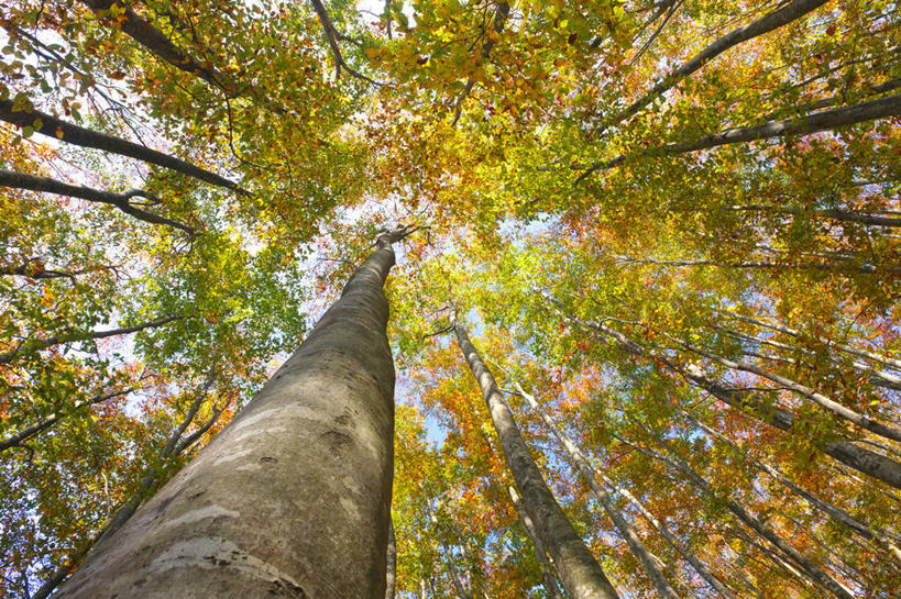 无人,横图,室外,白天,仰视,旅游,度假,石头,美景,日本,亚洲,阴影,光线,石子,影子,景观,娱乐,阳光,自然,享受,休闲,景色,放松,自然风光,东亚,山毛榉,本州,本州岛,日本国,中部地方,新潟,新潟县,麻栎金刚,山毛榉树,石块,岩石,彩图,低角度拍摄,十日町市