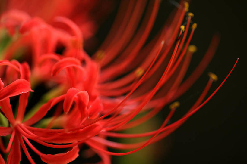 无人,横图,室内,特写,白天,正面,微距,阴影,黑色背景,朦胧,模糊,盛开,反射,影子,彼岸花,曼珠沙华,石蒜,花蕾,花,花瓣,花朵,鲜花,一朵,红色,黑色,花苞,花蕊,摄影,影棚,无义草,龙爪花,金灯,赤箭,幽灵花,地狱花,舍子花,彩图,微距摄影,影棚拍摄,拍摄,石蒜花,蟑螂花