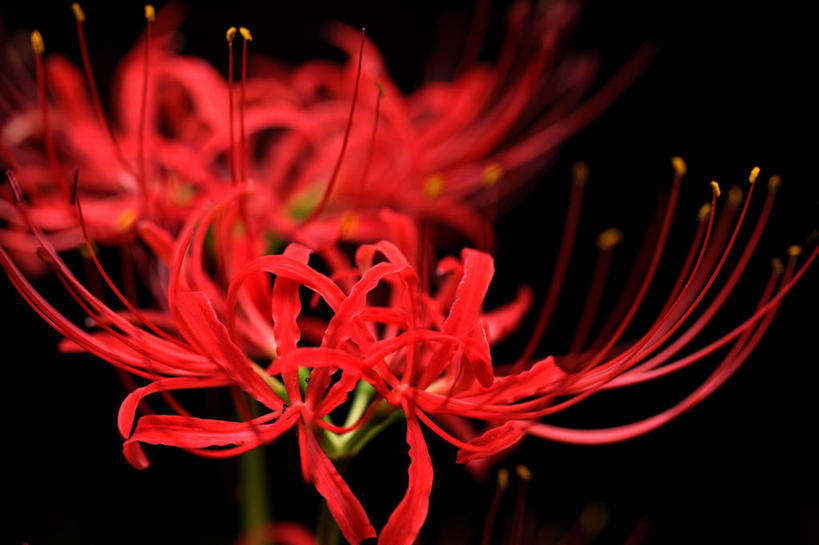 无人,横图,室内,特写,白天,正面,阴影,黑色背景,朦胧,模糊,盛开,反射,影子,彼岸花,曼珠沙华,石蒜,花蕾,花,花瓣,花朵,鲜花,两朵,红色,黑色,花苞,花蕊,摄影,影棚,无义草,龙爪花,金灯,赤箭,幽灵花,地狱花,舍子花,彩图,影棚拍摄,拍摄,石蒜花,蟑螂花