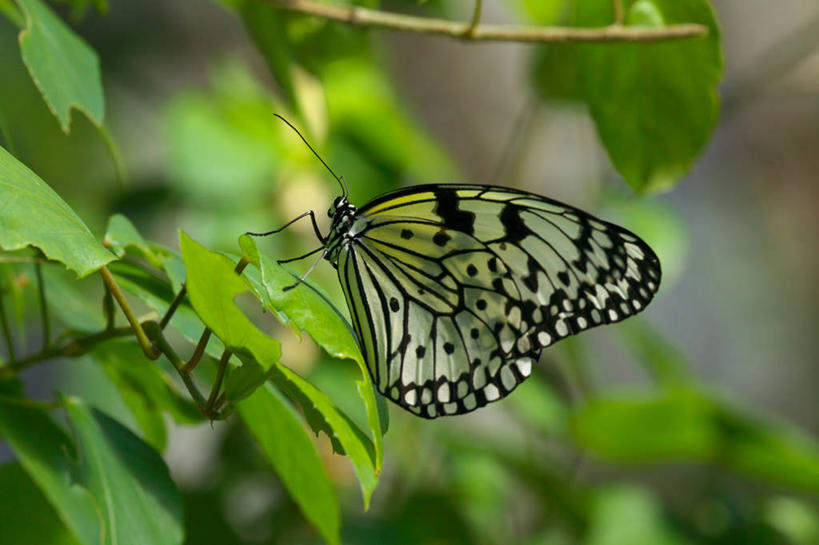无人,横图,室外,特写,白天,侧面,美景,蝴蝶,叶子,东京,日本,亚洲,许多,阴影,朦胧,模糊,光线,昆虫,影子,景观,绿叶,很多,停留,一只,绿色,阳光,自然,动物,嫩叶,景色,停止,自然风光,益虫,东亚,本州,关东地方,本州岛,日本国,东京都,日野市,大白斑蝶,大帛斑蝶,日野,逗留,停顿,叶,叶片,彩图,全身