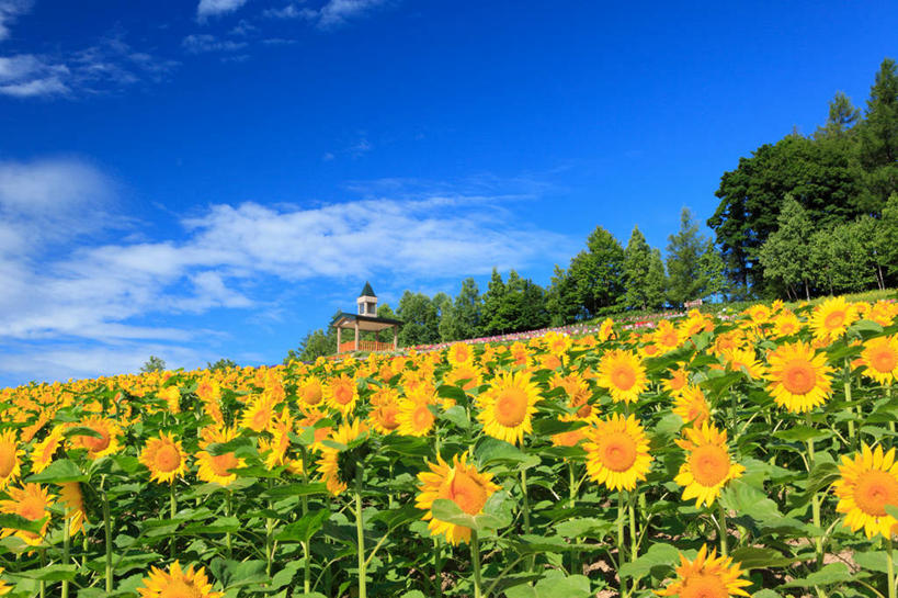 无人,横图,室外,白天,正面,爱情,旅游,度假,幸福,草地,草坪,花海,花圃,美景,树林,太阳,植物,向日葵,叶子,北海道,日本,亚洲,许多,阴影,盛开,光线,影子,景观,云,云朵,很多,花蕾,云彩,娱乐,草,花,花瓣,花朵,花卉,鲜花,树,树木,黄色,蓝色,绿色,白云,蓝天,天空,阳光,自然,花丛,花束,花田,天,花苞,花蕊,享受,休闲,景色,放松,生长,晴朗,成长,自然风光,光辉,东亚,沉默,忠诚,日本国,北海道地方,北海道岛,勇敢,投缘,爱慕,道北,高傲,朝阳花,葵花,望日莲,向阳花,转日莲,晴空,彩图,空知郡,上川综合振兴局,振兴局,中富良野町,上川支厅