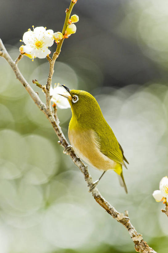 无人,站,竖图,室外,白天,侧面,美景,植物,鸟,三朵,阴影,朦胧,模糊,盛开,光线,鸟类,影子,景观,枝条,花蕾,注视,花,花瓣,花朵,鲜花,树,树木,树枝,一只,绿色,白色,阳光,自然,动物,花苞,花蕊,观察,看,站着,景色,可爱,活泼,生长,成长,观看,察看,关注,自然风光,绣眼,绣眼儿,绣眼鸟,白日眶,观赏鸟,虬枝,枝杈,站立,彩图,全身,绿色绣眼鸟
