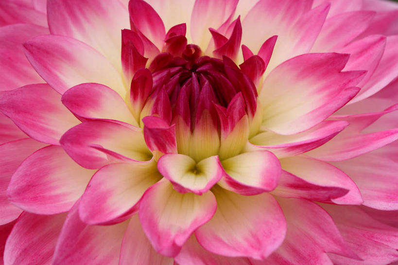 无人,横图,室外,特写,白天,正面,微距,感激,新鲜,盛开,大丽花,花蕾,花,花瓣,花朵,鲜花,一朵,粉色,花苞,花蕊,菊花,大理花,天竺牡丹,大丽菊,吉利,新意,富丽,大方,新颖,彩图,微距摄影,背叛,地瓜花,东洋菊