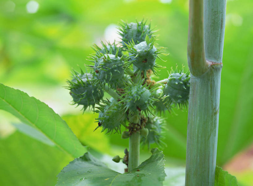 无人,农田,横图,室外,特写,白天,正面,庄稼,农作物,美景,植物,叶子,阴影,朦胧,模糊,光线,影子,景观,绿叶,草药,药草,中药,阳光,自然,嫩叶,景色,自然风光,药材,中草药,中药材,本草,蓖麻,大麻子,老麻了,叶,叶片,彩图,耕地,庄稼田