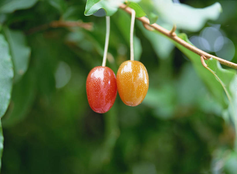 无人,横图,室外,特写,白天,正面,美景,植物,叶子,吊挂,悬挂,阴影,朦胧,模糊,光线,影子,景观,绿叶,枝条,挂,树,树木,树枝,两个,红色,绿色,阳光,自然,嫩叶,景色,红枣,生长,成长,自然风光,枣子,虬枝,枝杈,大枣,叶,叶片,彩图