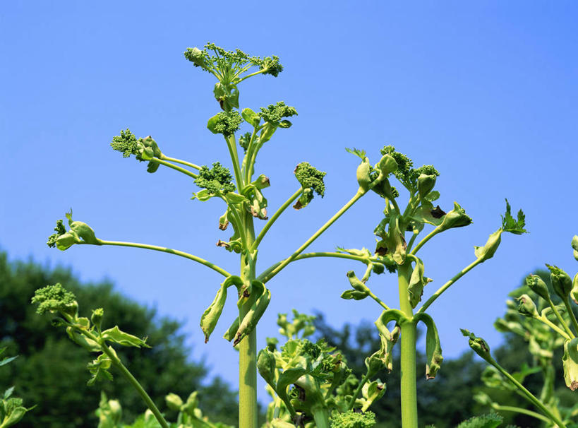 无人,横图,室外,特写,白天,仰视,美景,阴影,朦胧,模糊,盛开,光线,影子,景观,花蕾,花,花瓣,花朵,鲜花,蓝色,蓝天,天空,阳光,自然,天,花苞,花蕊,景色,晴朗,自然风光,万里无云,秋麒麟草,孤独,晴空,晴空万里,彩图,低角度拍摄