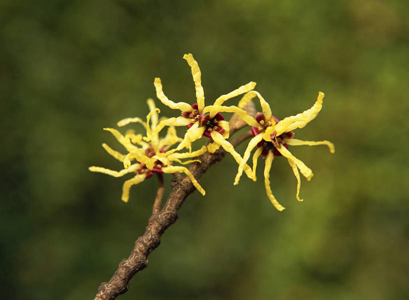 无人,横图,室外,特写,白天,正面,美景,植物,阴影,朦胧,模糊,盛开,光线,影子,景观,枝条,花蕾,花,花瓣,花朵,鲜花,树,树木,树枝,黄色,绿色,阳光,自然,花苞,花蕊,景色,生长,成长,灵感,自然风光,金缕梅,木里香,牛踏果,虬枝,枝杈,彩图