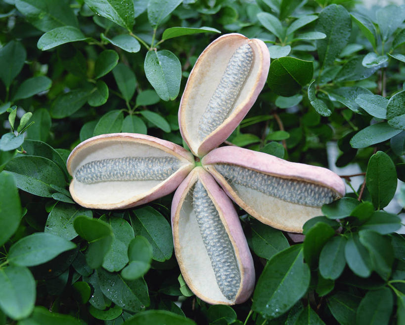 无人,横图,俯视,室外,特写,白天,花海,花圃,美景,植物,叶子,阴影,朦胧,模糊,盛开,光线,影子,景观,草药,药草,花蕾,中药,花,花瓣,花朵,花卉,鲜花,一朵,绿色,阳光,自然,花丛,花束,花田,花苞,花蕊,景色,自然风光,药材,中草药,中药材,本草,彩图,高角度拍摄,木通