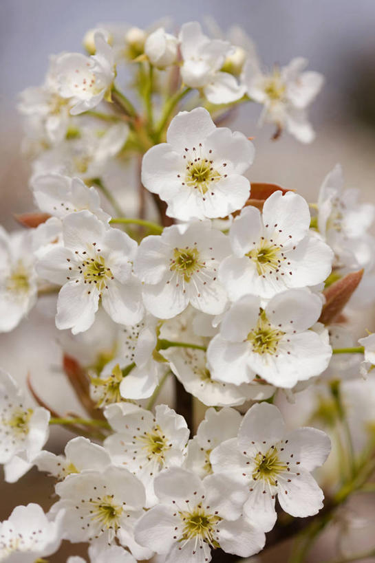 无人,竖图,室外,特写,白天,正面,美景,阴影,朦胧,模糊,盛开,光线,影子,景观,花蕾,花,花瓣,花朵,鲜花,白色,阳光,自然,花苞,花蕊,景色,梨花,自然风光,纯真,离别,彩图