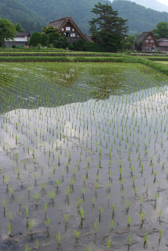 无人,家,木屋,农田,竖图,室外,白天,正面,旅游,度假,农业,庄稼,农作物,草地,草坪,美景,植物,日本,亚洲,阴影,光线,影子,稻田,景观,谷物,水稻,娱乐,稻,住宅,草,树,树木,绿色,阳光,自然,享受,休闲,景色,放松,生长,成长,自然风光,东亚,本州,本州岛,日本国,中部地方,岐阜,岐阜县,彩图,耕地,庄稼田,茅舍,茅屋,棚屋,小木屋,小屋,大野郡,白川村