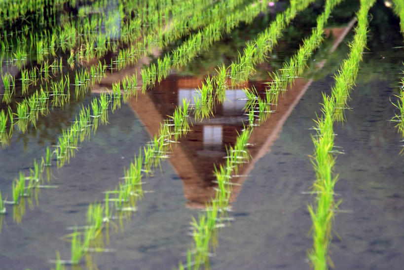 无人,家,木屋,农田,横图,俯视,室外,白天,旅游,度假,农业,庄稼,农作物,美景,日本,亚洲,阴影,光线,影子,稻田,景观,谷物,水稻,娱乐,稻,住宅,倒影,阳光,自然,享受,休闲,景色,放松,倒映,自然风光,东亚,本州,本州岛,日本国,中部地方,岐阜,岐阜县,反照,彩图,高角度拍摄,耕地,庄稼田,茅舍,茅屋,棚屋,小木屋,小屋,大野郡,白川村