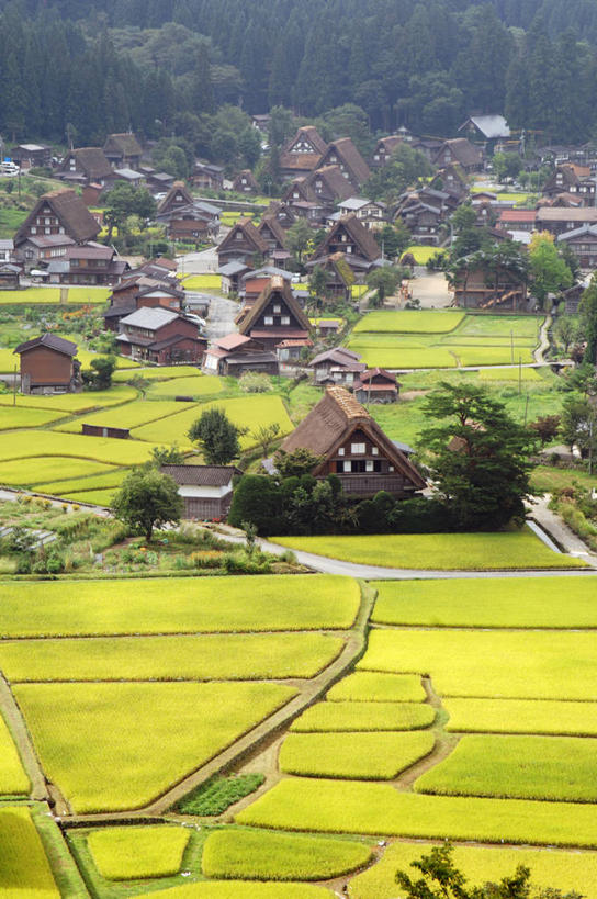 无人,家,木屋,农田,竖图,俯视,室外,白天,旅游,度假,庄稼,农作物,草地,草坪,美景,植物,日本,亚洲,阴影,光线,影子,景观,娱乐,住宅,草,树,树木,绿色,阳光,自然,享受,休闲,景色,放松,生长,成长,自然风光,东亚,本州,本州岛,日本国,中部地方,岐阜,岐阜县,彩图,高角度拍摄,耕地,庄稼田,茅舍,茅屋,棚屋,小木屋,小屋,大野郡,白川村