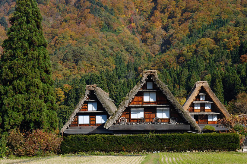 无人,家,木屋,农田,横图,室外,白天,正面,旅游,度假,庄稼,农作物,美景,森林,树林,植物,日本,亚洲,阴影,光线,影子,景观,娱乐,住宅,树,树木,绿色,阳光,自然,享受,休闲,景色,放松,生长,成长,自然风光,东亚,本州,本州岛,日本国,中部地方,岐阜,岐阜县,彩图,耕地,庄稼田,茅舍,茅屋,棚屋,小木屋,小屋,大野郡,白川村