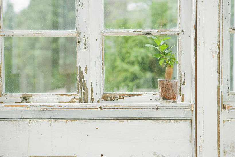 无人,横图,室内,白天,正面,植物,窗户,阴影,反射,盆栽,影子,盆景,玻璃窗,树,树木,绿色,自然,生长,成长,彩图