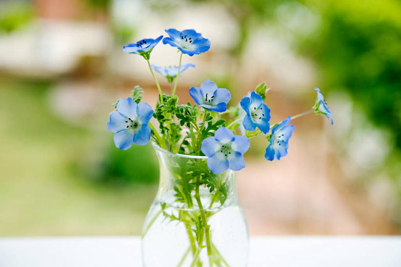 无人,横图,俯视,室外,特写,白天,智慧,桌面,桌子,花瓶,阴影,朦胧,模糊,艺术,装饰,盛开,光线,影子,粉蝶花,喜林草,花蕾,文化,玻璃制品,花,花瓣,花朵,鲜花,一个,蓝色,白色,阳光,插花,玻璃瓶,瓶子,花苞,花蕊,单个,华丽,修饰,插花艺术,点缀,创造,创作,想象,衬托,美观,雅致,雅观,彩图,高角度拍摄,幌菊,琉璃唐草