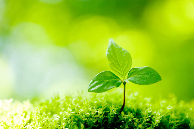 无人,横图,室外,特写,白天,正面,美景,叶子,阴影,朦胧,模糊,光线,影子,景观,青苔,发芽,绿叶,苔藓,阳光,自然,嫩叶,景色,自然风光,抽芽,叶,叶片,彩图