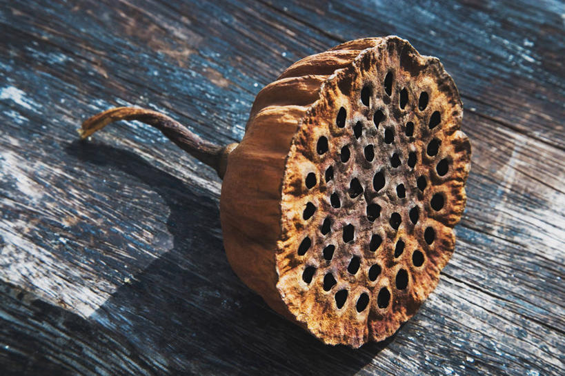 无人,横图,俯视,室内,特写,白天,桌面,桌子,阴影,干枯,反射,纹路,木制,纹理,影子,木桌,洞,一个,木制品,莲蓬,洞穴,单个,莲蓬子,莲子肉,干涸,穴,肌理,枯竭,彩图,高角度拍摄,木桌子