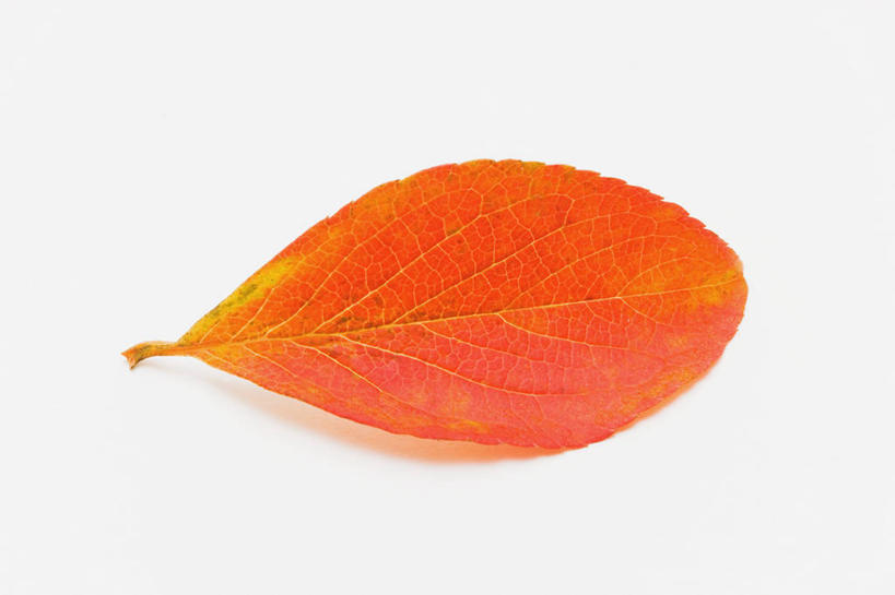 无人,横图,室内,特写,白天,白色背景,正面,山茶花,叶子,一片,阴影,反射,纹路,纹理,影子,红色,摄影,影棚,肌理,茶花,叶,叶片,彩图,影棚拍摄,拍摄