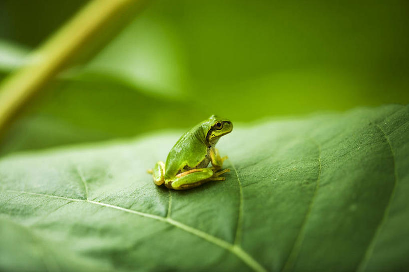 无人,坐,横图,室外,特写,白天,侧面,美景,植物,青蛙,野生动物,叶子,阴影,朦胧,模糊,光线,树蛙,纹理,影子,景观,绿叶,注视,一只,绿色,阳光,自然,动物,观察,看,嫩叶,景色,可爱,活泼,观看,察看,关注,自然风光,肌理,欧洲树蛙,叶,叶片,叶脉,坐着,彩图,全身