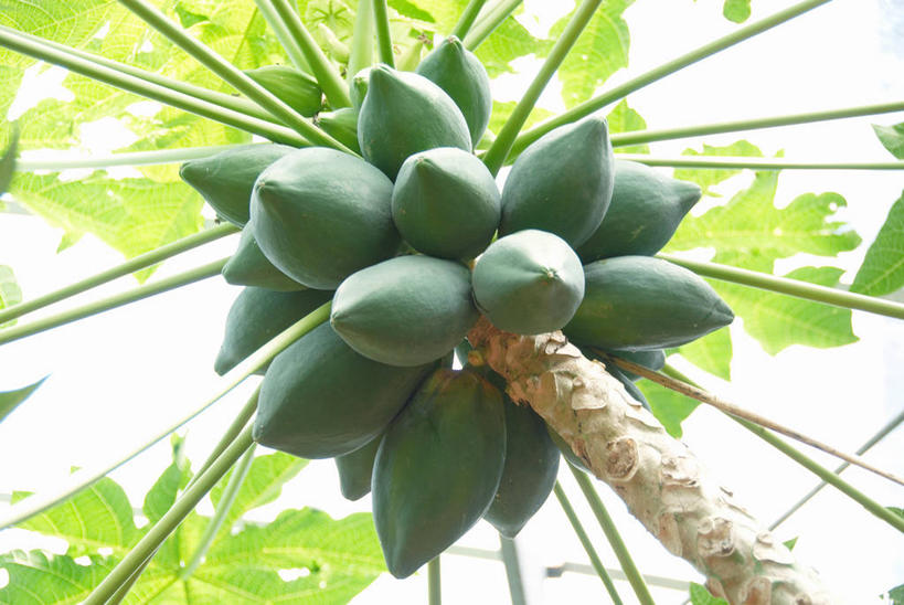 无人,横图,室外,特写,白天,仰视,美景,植物,木瓜,水果,叶子,吊挂,悬挂,阴影,朦胧,模糊,新鲜,光线,影子,景观,生食,食品,果实,果树,绿叶,挂,树,树木,食物,绿色,阳光,自然,嫩叶,景色,有机食品,绿色食品,生长,成长,自然风光,奶匏,蓬生果,乳瓜,石瓜,万寿匏,木梨,叶,叶片,万寿果,番木瓜,彩图,低角度拍摄,木瓜树