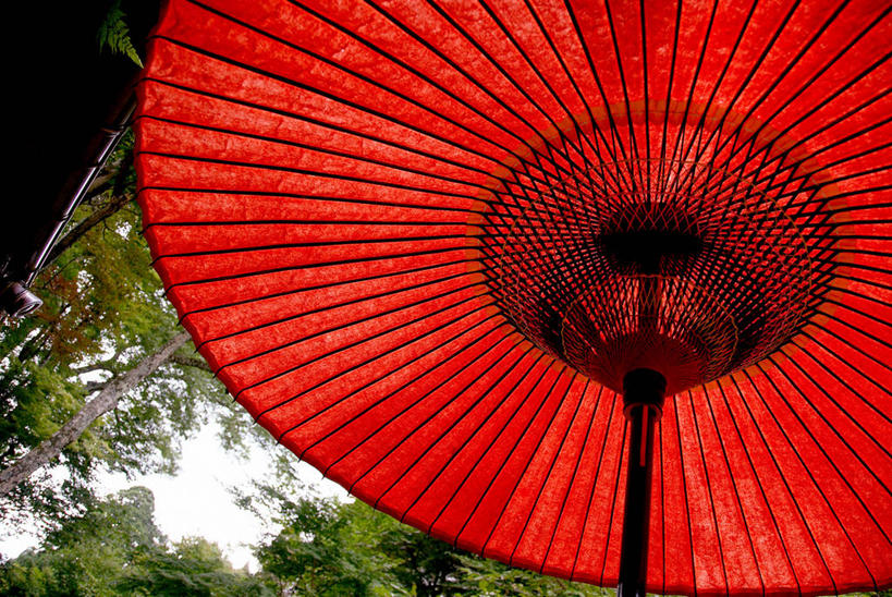 无人,横图,室外,特写,白天,仰视,树林,植物,一把,朦胧,模糊,装饰,伞,纸伞,树,树木,红色,绿色,自然,生长,成长,华丽,修饰,点缀,小伞,衬托,美观,雅致,雅观,鸡尾酒伞,酒杯伞,伞签,彩图,低角度拍摄