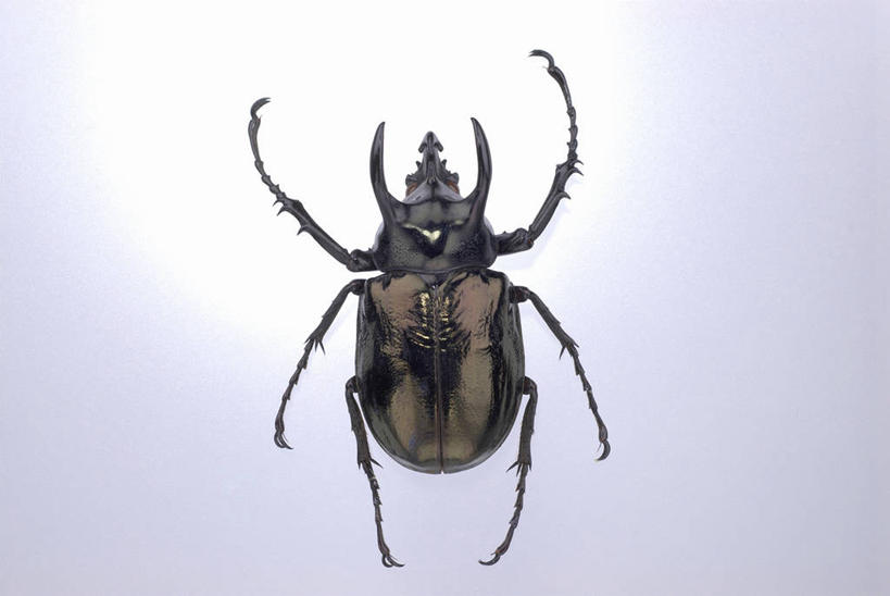 无人,横图,室内,特写,白天,正面,阴影,灰色背景,反射,昆虫,独角仙,影子,甲壳虫,一只,动物,趴着,摄影,影棚,甲虫,益虫,双叉犀金龟,兜虫,趴,彩图,全身,影棚拍摄,拍摄