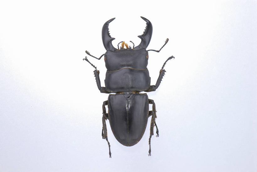 无人,横图,室内,特写,白天,正面,阴影,灰色背景,反射,昆虫,独角仙,影子,甲壳虫,一只,动物,趴着,摄影,影棚,甲虫,益虫,双叉犀金龟,兜虫,趴,彩图,全身,影棚拍摄,拍摄