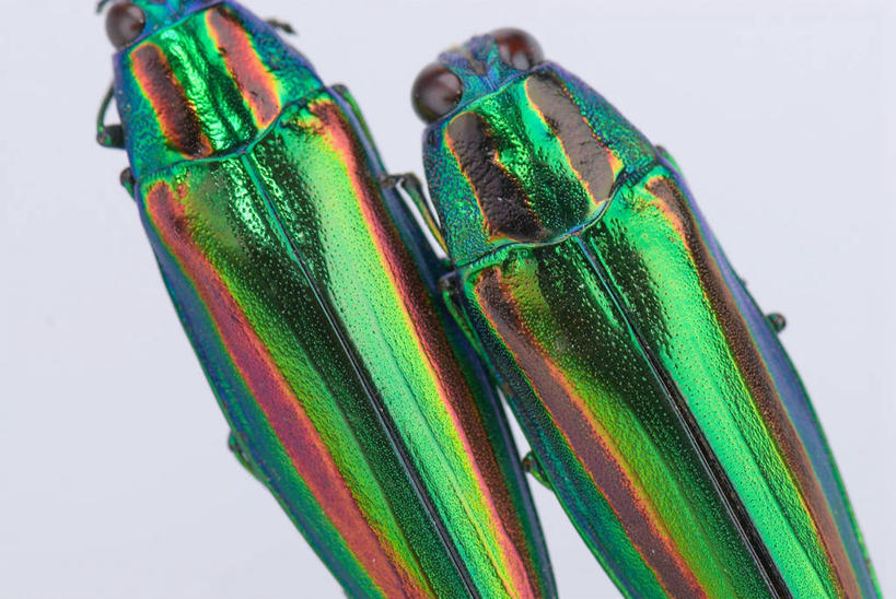 无人,横图,室内,特写,白天,正面,阴影,灰色背景,反射,昆虫,影子,甲壳虫,动物,趴着,两只,摄影,影棚,甲虫,害虫,趴,半身,彩图,影棚拍摄,拍摄,爆皮虫,吉丁虫,锈皮虫