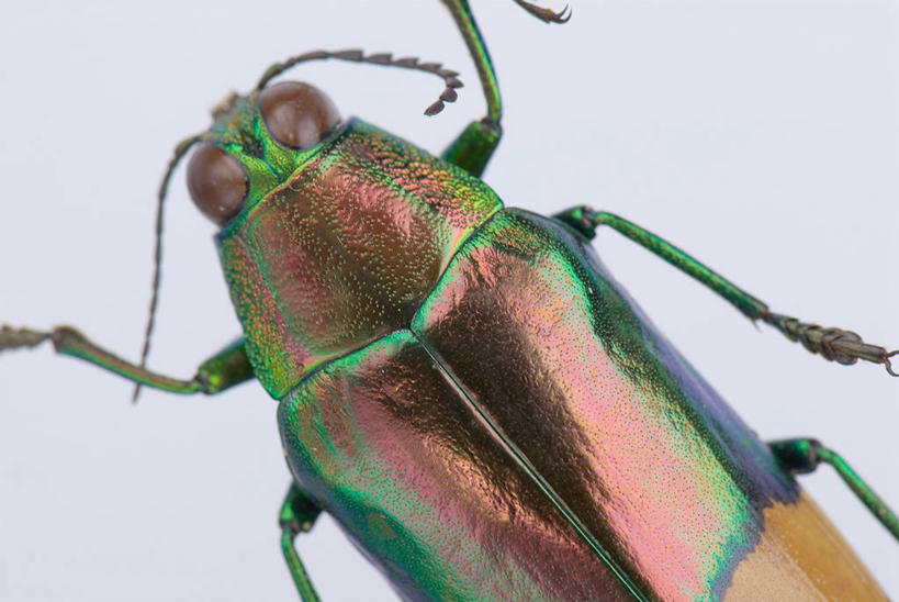 无人,横图,室内,特写,白天,正面,阴影,灰色背景,反射,昆虫,影子,甲壳虫,一只,动物,趴着,摄影,影棚,甲虫,害虫,趴,半身,彩图,影棚拍摄,拍摄,爆皮虫,吉丁虫,锈皮虫