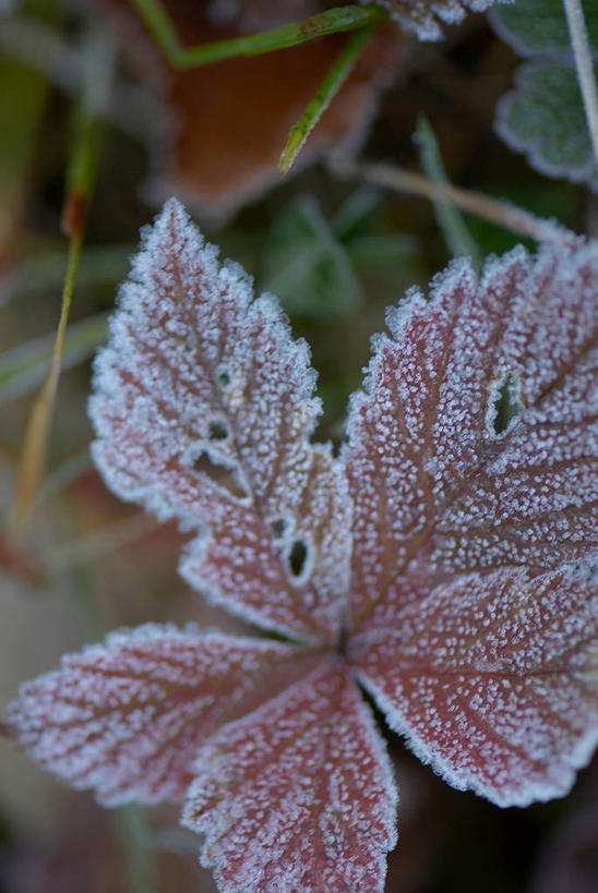 无人,公园,竖图,俯视,室外,特写,白天,美景,叶子,北海道,日本,亚洲,吊挂,悬挂,朦胧,模糊,清澈,景观,绿叶,挂,霜,自然,嫩叶,景色,寒冷,冰冷,自然风光,东亚,日本国,北海道地方,北海道岛,严寒,冰凉,酷寒,凛冽,凛凛,极冷,清亮,支笏洞爷国立公园,叶,叶片,彩图,高角度拍摄