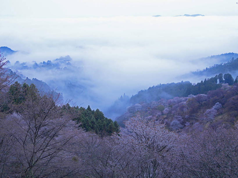 无人,横图,俯视,室外,白天,旅游,度假,幸福,纯洁,日出,美景,太阳,植物,雾,樱花,奈良县,日本,亚洲,朦胧,模糊,盛开,景观,枝条,朝霞,晨曦,黎明,花蕾,娱乐,花,花瓣,花朵,鲜花,树,树木,树枝,绿色,阳光,自然,花苞,花蕊,享受,休闲,景色,放松,生长,成长,等待,迷雾,生命,自然风光,东亚,本州,本州岛,日本国,近畿地方,奈良,近畿,仙樱花,福岛樱,青肤樱,高尚,热烈,虬枝,枝杈,朝阳,大雾,荆桃,彩图,高角度拍摄,卯时,破晓,日始,吉野山