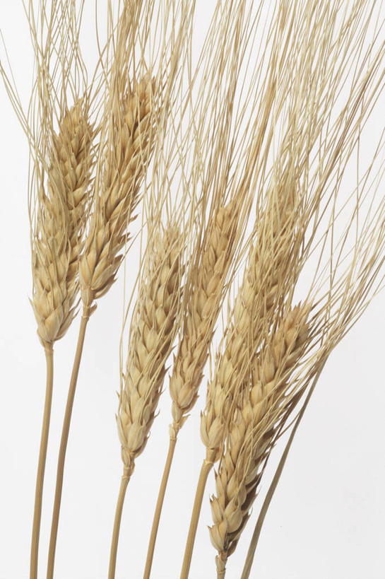无人,竖图,室内,特写,白天,白色背景,正面,农作物,小麦,阴影,反射,影子,谷物,黄色,摄影,麦子,影棚,彩图,影棚拍摄,拍摄