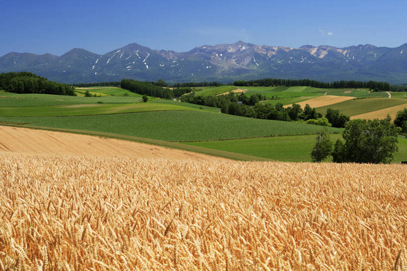 无人,农田,横图,室外,白天,正面,旅游,度假,庄稼,农作物,小麦,草地,草坪,石头,美景,山,雪,雪山,植物,大雪,阴影,光线,石子,影子,冰,积雪,景观,山顶,山峰,雪景,冬季,冬天,谷物,山峦,麦田,娱乐,草,树,树木,蓝色,绿色,蓝天,天空,阳光,自然,天,享受,休闲,景色,放松,寒冷,麦子,生长,晴朗,成长,冰冷,自然风光,沉积岩,万里无云,严寒,冰凉,酷寒,凛冽,凛凛,极冷,颠峰,极峰,水成岩,石块,岩石,晴空,晴空万里,彩图,耕地,庄稼田