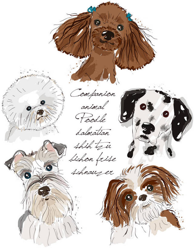 无人,竖图,室内,白天,正面,宠物,狗,英文,标志,文字,字符,字母,斑点狗,达尔马提亚狗,大麦町犬,梗犬,雪纳瑞,注视,贵宾犬,标识,动物,观察,看,可爱,哈巴狗,五只,观看,英文字母,察看,关注,贵妇犬,雪纳瑞犬,髯犬,忠诚,玩具贵宾犬,巴哥,巴哥犬,雪纳瑞狗,斑点犬,犬,半身,彩图