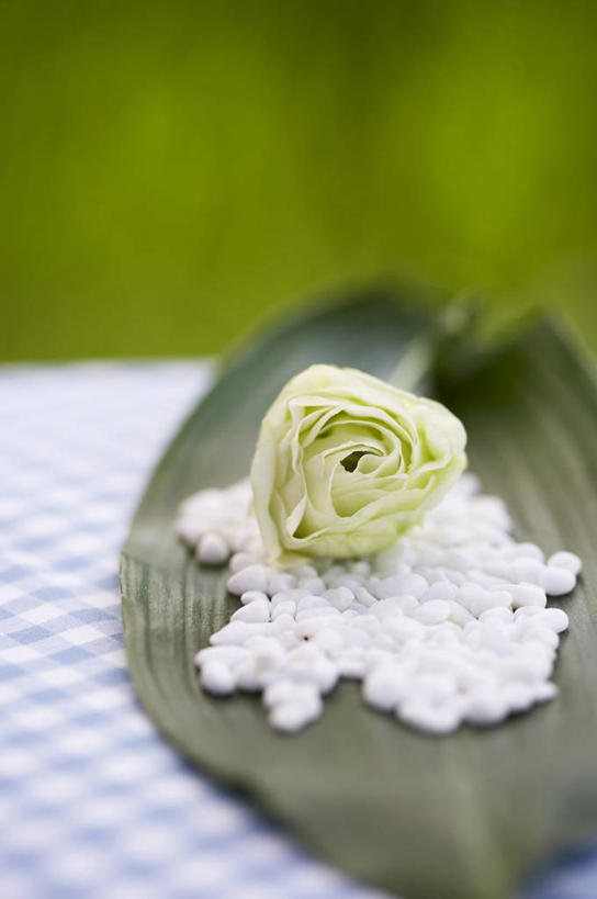 无人,竖图,俯视,室外,特写,白天,爱情,幸福,纯洁,热情,石头,玫瑰,叶子,朦胧,模糊,盛开,石子,绿叶,玫瑰花,浪漫,花蕾,花,花瓣,花朵,鲜花,一朵,绿色,花苞,花蕊,温暖,温馨,嫩叶,鹅卵石,恩爱,和睦,感动,按摩石,尊敬,天真,刺玫花,徘徊花,叶,叶片,石块,彩图,高角度拍摄,绿玫瑰,融洽