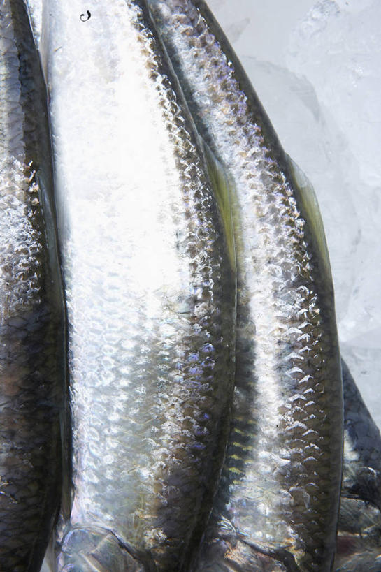 海鲜,无人,竖图,俯视,室内,特写,白天,白色背景,一排,整齐,鱼,水产,鱼类,海洋生物,排列,摄影,影棚,三条,队列,水生动物,海产品,水生物,海底动物,半身,彩图,高角度拍摄,影棚拍摄,拍摄