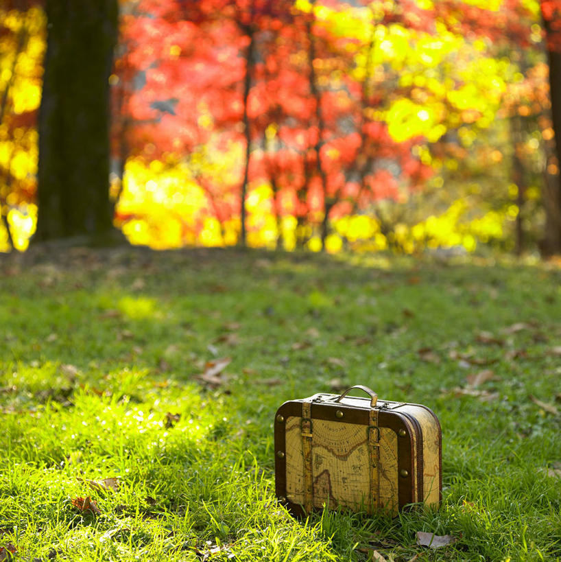 无人,竖图,室外,白天,正面,草地,草坪,美景,秋季,植物,叶子,阴影,朦胧,模糊,光线,包,影子,景观,枯叶,落叶,旅行包,草,一个,绿色,阳光,自然,景色,单个,自然风光,旅游包,提包,叶,叶片,秋,秋天,彩图