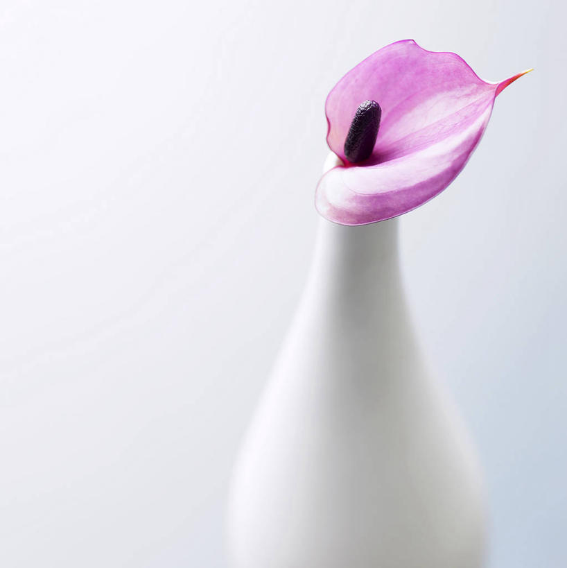 无人,竖图,俯视,室内,特写,白天,白色背景,热情,朦胧,模糊,盛开,火鹤花,安祖花,花蕾,花,花瓣,花朵,鲜花,一朵,紫色,花苞,花蕊,摄影,影棚,红掌,花烛,红鹤芋,猪尾花,烛台花,蜡烛花,大展宏图,热血,彩图,高角度拍摄,影棚拍摄,拍摄