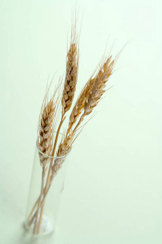 无人,竖图,俯视,室内,特写,白天,农作物,杯子,谷物,玻璃制品,一个,水杯,摄影,影棚,单个,大麦,玻璃杯,彩图,高角度拍摄,影棚拍摄,拍摄