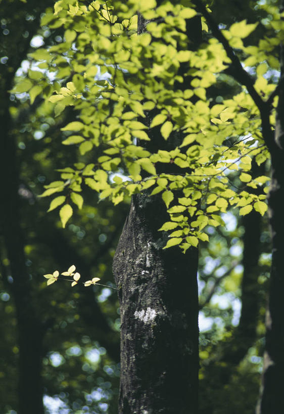 无人,竖图,室外,白天,正面,旅游,度假,美景,树林,植物,朝鲜,亚洲,阴影,光线,影子,景观,树桩,娱乐,树,树干,树木,绿色,阳光,自然,享受,休闲,木桩,景色,放松,生长,成长,自然风光,东亚,朝鲜民主主义人民共和国,彩图