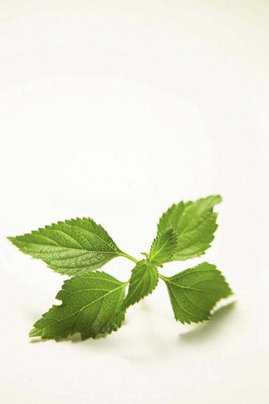 无人,竖图,室外,特写,白天,白色背景,正面,植物,叶子,阴影,反射,影子,绿叶,草药,药草,中药,嫩叶,摄影,影棚,药材,中草药,蜜蜂花,中药材,本草,鼻血草,叶,叶片,彩图,影棚拍摄,拍摄