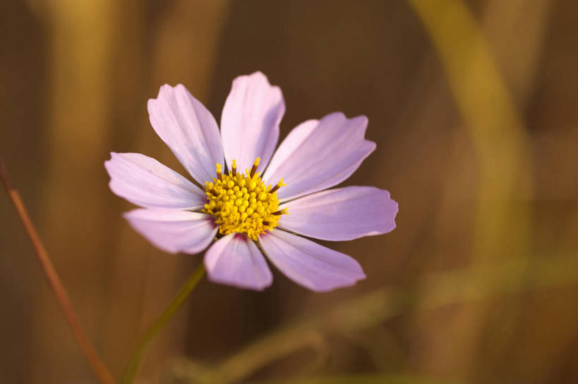 无人,横图,俯视,室外,特写,白天,美景,植物,阴影,朦胧,模糊,盛开,光线,影子,景观,草药,药草,花蕾,中药,花,花瓣,花朵,鲜花,一朵,紫色,阳光,自然,花苞,花蕊,景色,机智,自然风光,止咳,药材,中草药,中药材,本草,说谎,化痰,紫苑,紫苑花,彩图,高角度拍摄,润肺