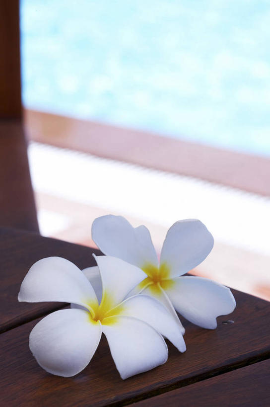 无人,体育馆,游泳池,竖图,俯视,室外,特写,白天,水,椅子,朦胧,模糊,盛开,木椅,水池,水面,花蕾,泳池,赤素馨花,花,花瓣,花朵,鲜花,两朵,白色,花苞,花蕊,游泳馆,缅栀子,蛋黄花,鸡蛋花,缅栀花,大季花,印度素馨,彩图,高角度拍摄