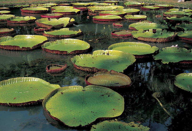 无人,横图,室外,白天,正面,美景,叶子,阴影,光线,影子,池塘,景观,水池,荷叶,阳光,自然,景色,自然风光,莲叶,叶,叶片,彩图
